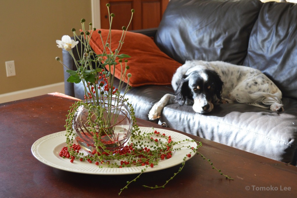 arrange_161216_holiday_centerpiece_1_wm