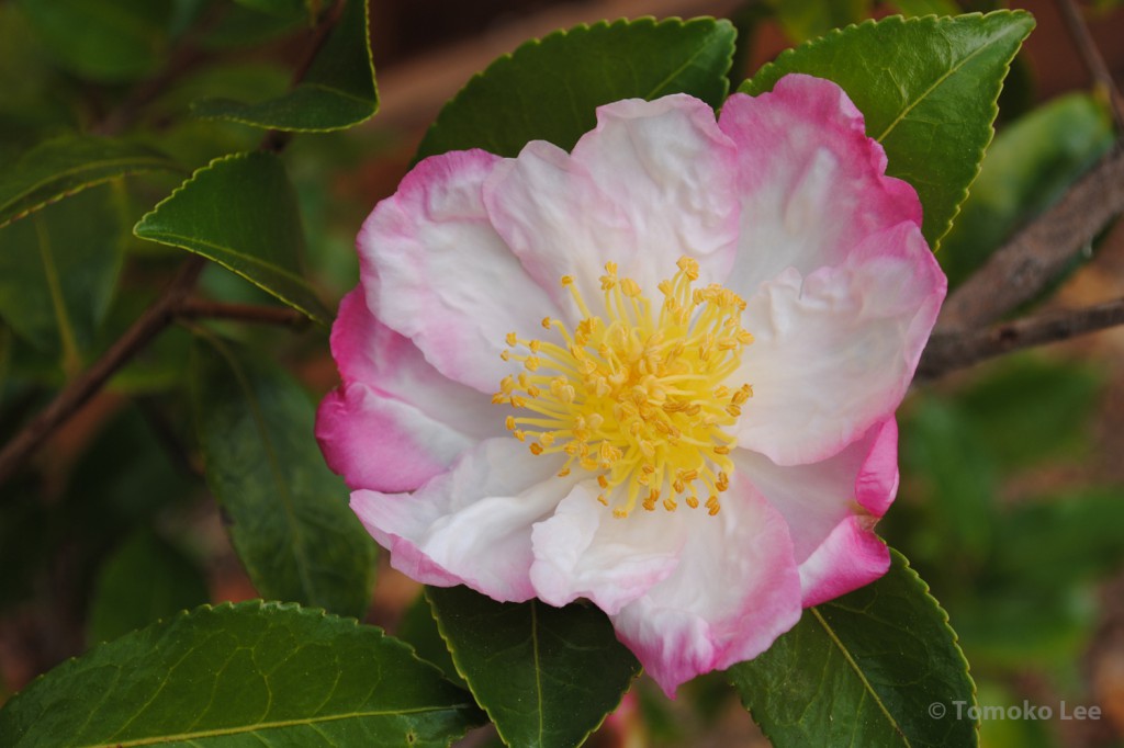 camellia_appleblossom_04_wm