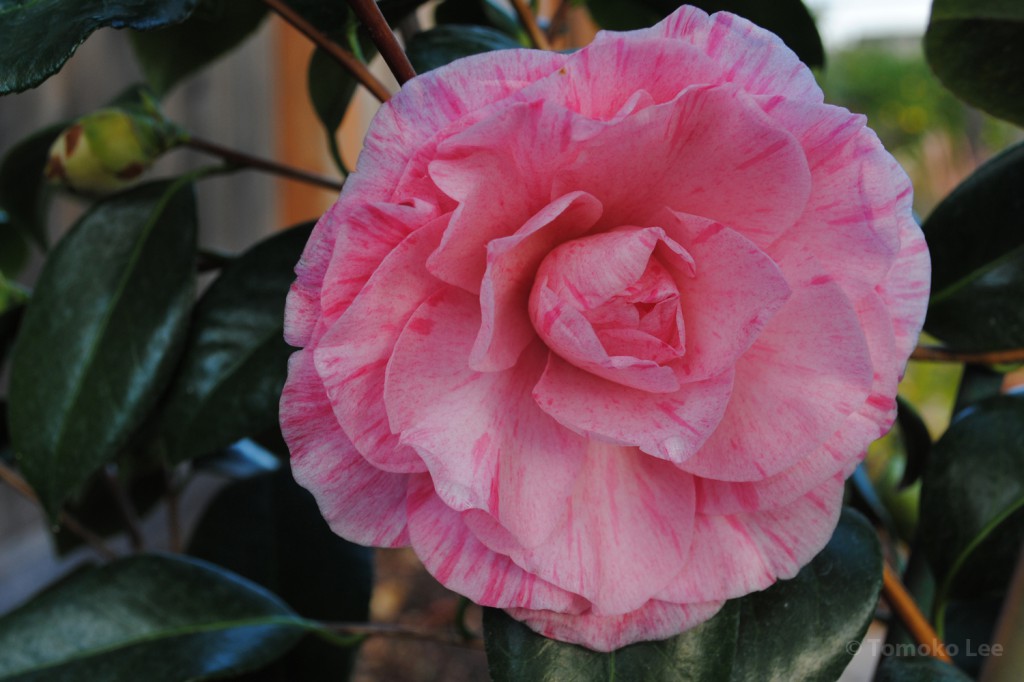 camellia_carters_02_wm