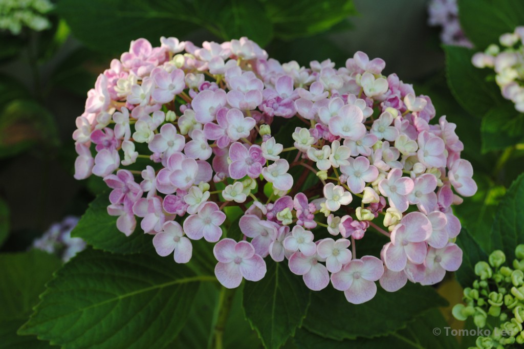 hydrangea_ayesha_04_wm