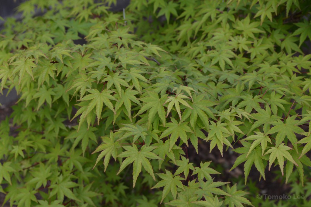 japanesemaple_04_wm