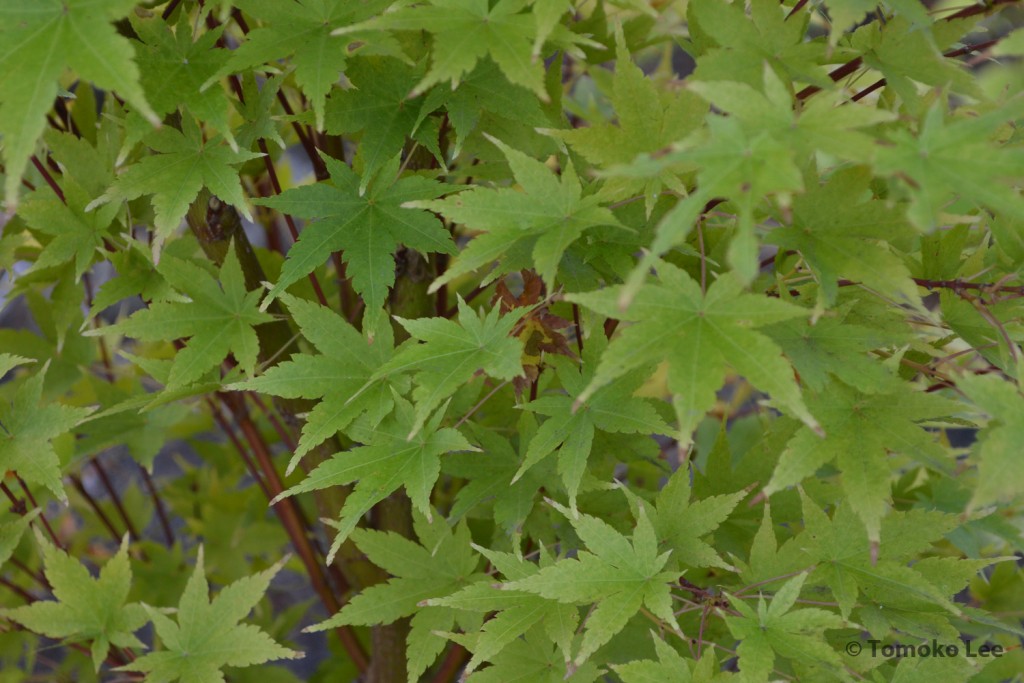 japanesemaple_sangokaku_01_wm