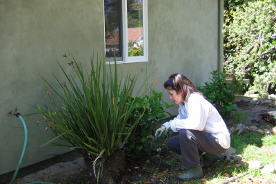 landscape_backyard_050409_nowm