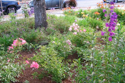 landscape_frontyard_040623_nowm