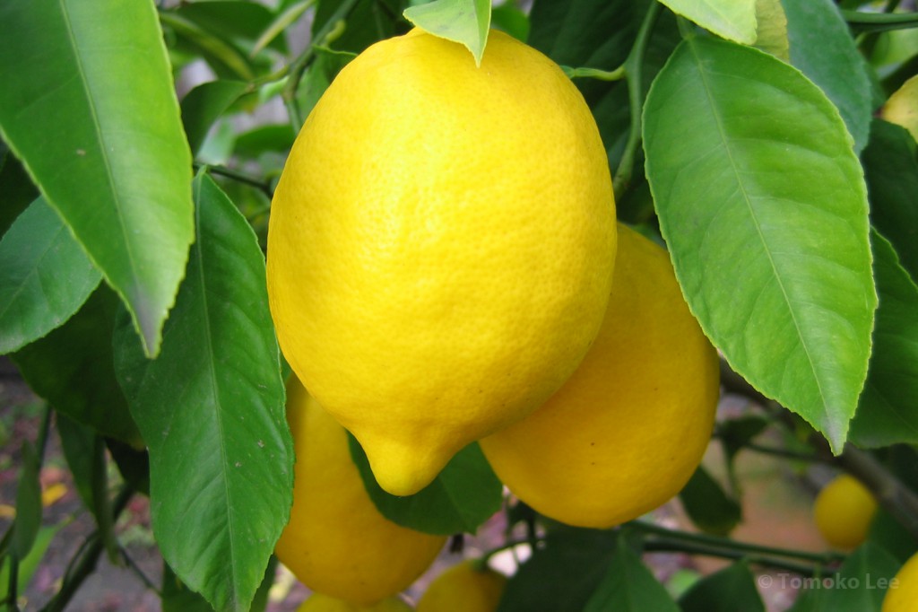 Meyer Lemon