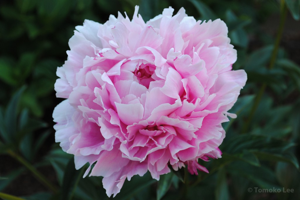 peony_sarah_06_wm