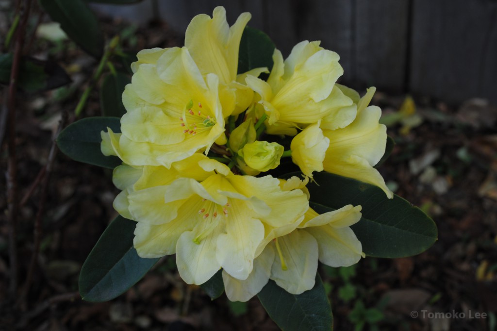 rhodo_yellowpetti_01_wm