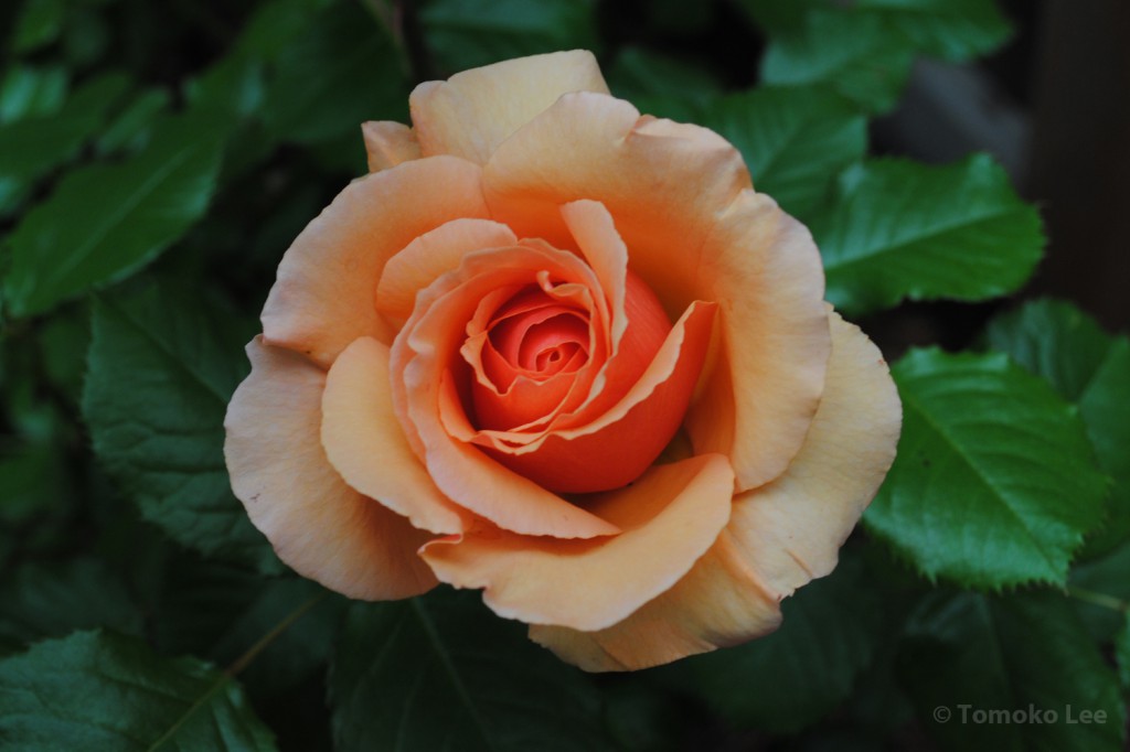 rose_apricot_03_wm