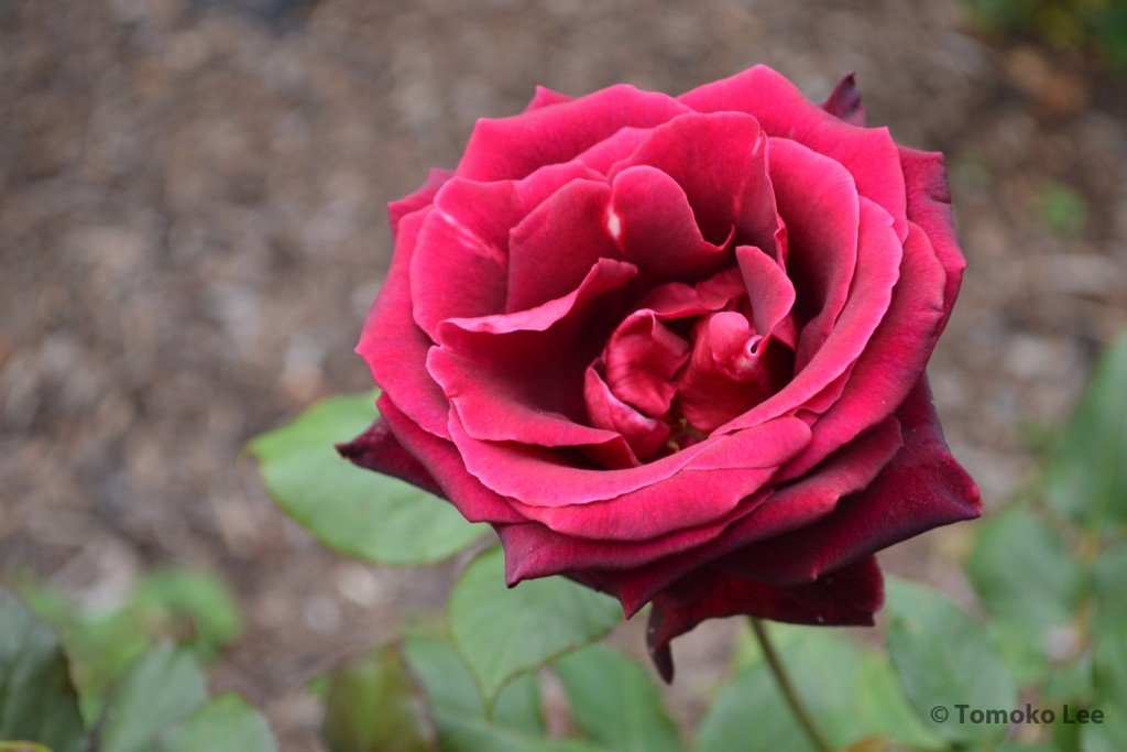 rose_blackbaccara_02_wm