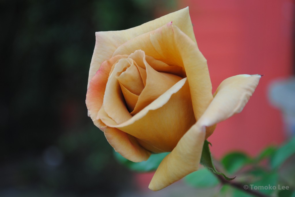 rose_butterscotch_02_wm