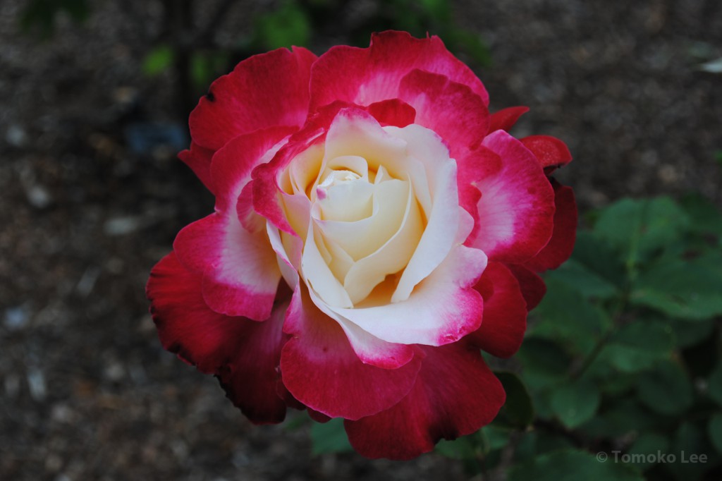 rose_doubledelight_04_wm