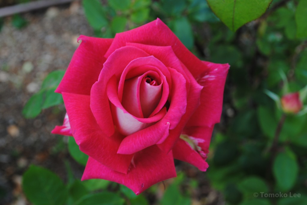 rose_love_04_wm