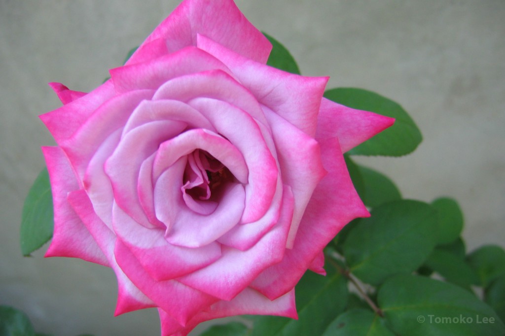 rose_paradise_01_wm