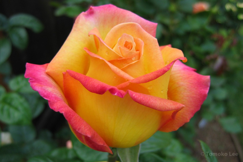 rose_peace_01_wm