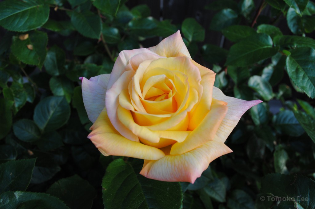 rose_peace_02_wm