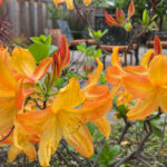 azalea_arneson_05_wm
