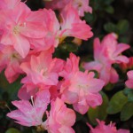 azalea_eileen_04_wm