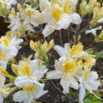 azalea_northern_hi-lights_01_wm