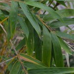 bamboo_goldengoddess_04_wm