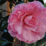 camellia_carters_02_wm