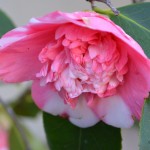 camellia_chandleri_01_wm