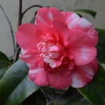 camellia_chandleri_06_wm