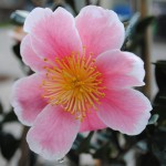 camellia_pinkaboo_01_wm