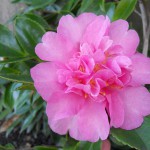 camellia_showanosakae_02_wm