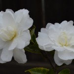 camellia_whitedoves_02_wm