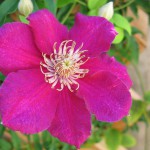 clematis_cityoflyon_04_wm