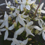 clematis_evergreen_04_wm