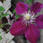 clematis_niobe_03_wm