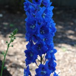 delphinium_02_wm