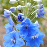 delphinium_05_wm