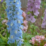 delphinium_07_wm