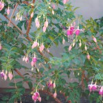 fuchsia_02_wm