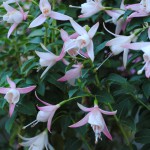 fuchsia_white_01_wm