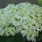 hydrangea_annabelle_02_wm