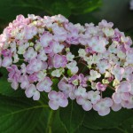 hydrangea_ayesha_04_wm