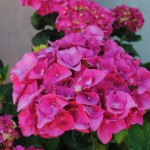 hydrangea_mernitt_01_wm