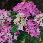 hydrangea_pinkelf_03_wm