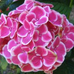 hydrangea_sunset_01_wm