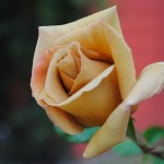 rose_butterscotch_02_wm