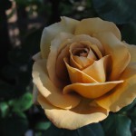 rose_butterscotch_04_wm