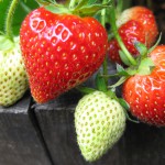 strawberry_sequoia_01_wm