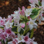 weigela_02_wm